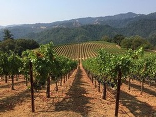 Vineyard Tours